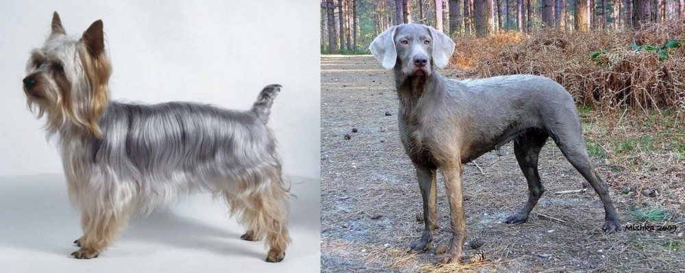 Slovensky Hrubosrsty Stavac vs Silky Terrier - Breed Comparison