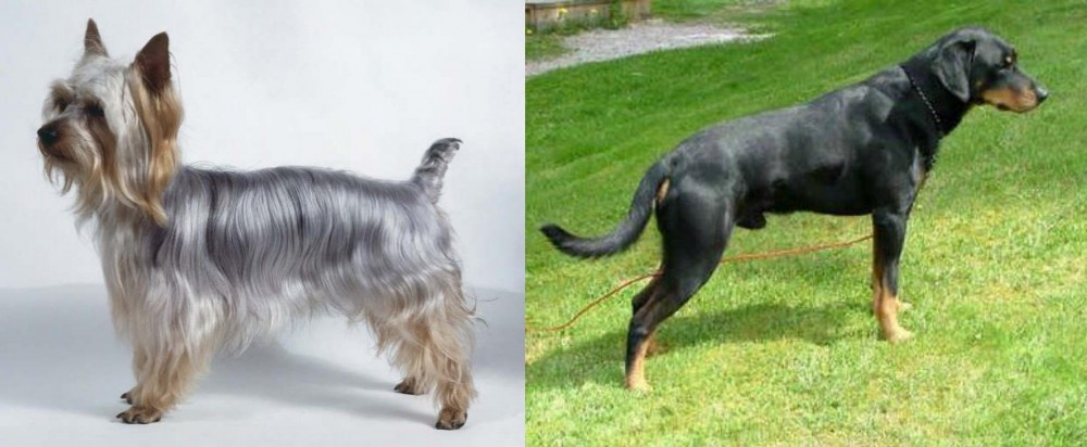 Smalandsstovare vs Silky Terrier - Breed Comparison