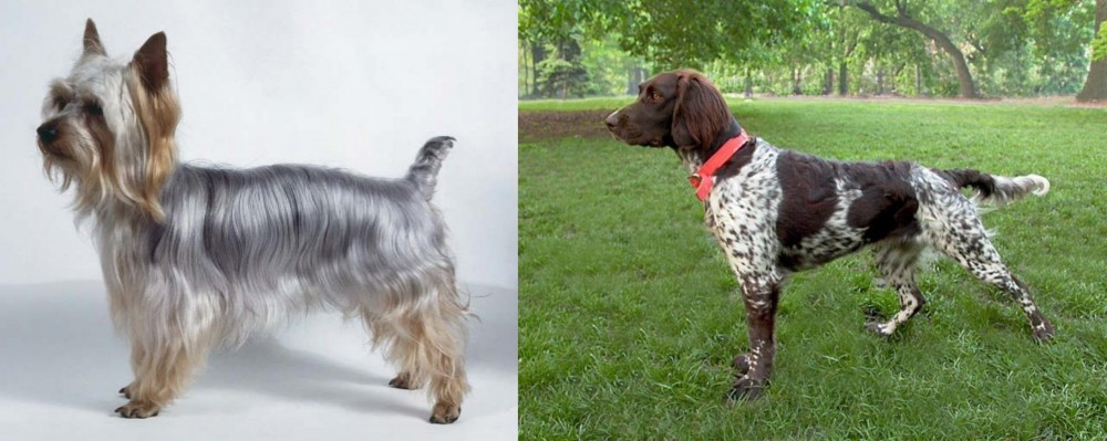 Small Munsterlander vs Silky Terrier - Breed Comparison