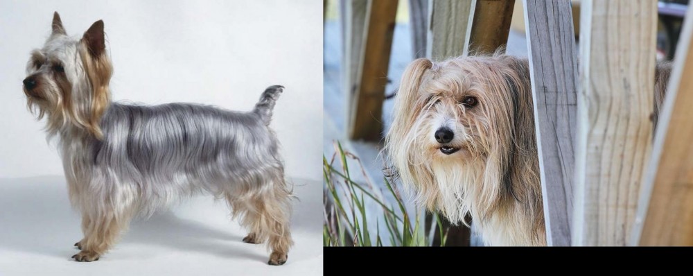 Smithfield vs Silky Terrier - Breed Comparison