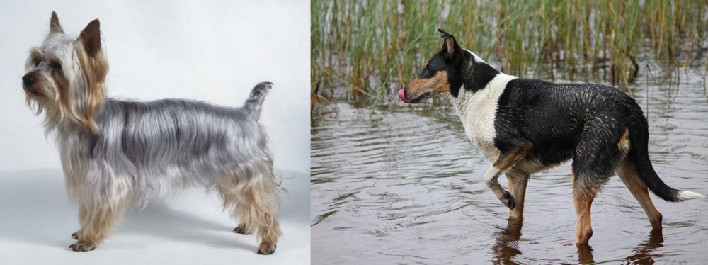 Smooth Collie vs Silky Terrier - Breed Comparison