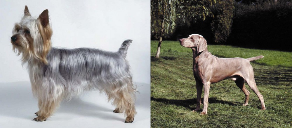 Smooth Haired Weimaraner vs Silky Terrier - Breed Comparison