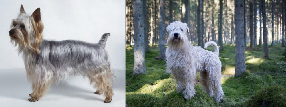 Soft-Coated Wheaten Terrier vs Silky Terrier - Breed Comparison
