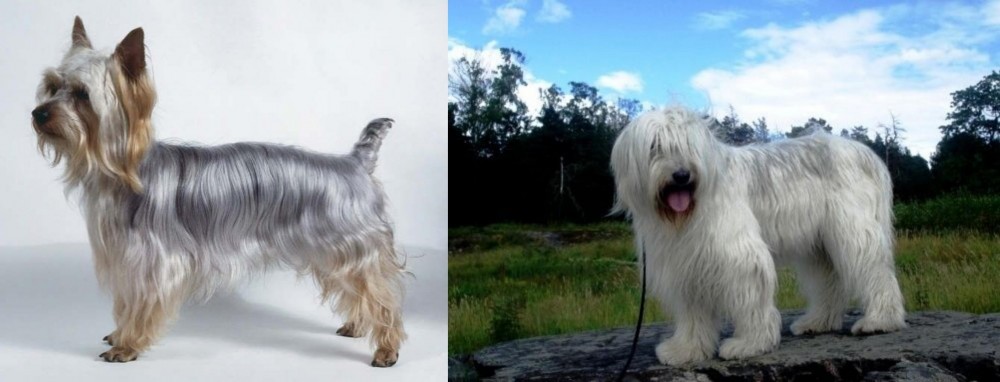 South Russian Ovcharka vs Silky Terrier - Breed Comparison