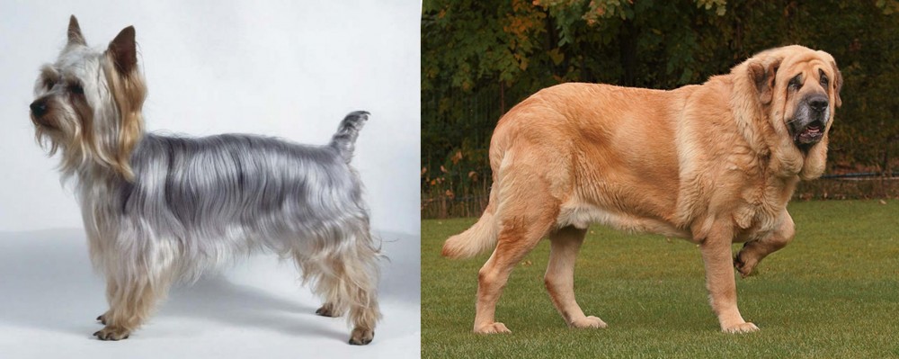 Spanish Mastiff vs Silky Terrier - Breed Comparison