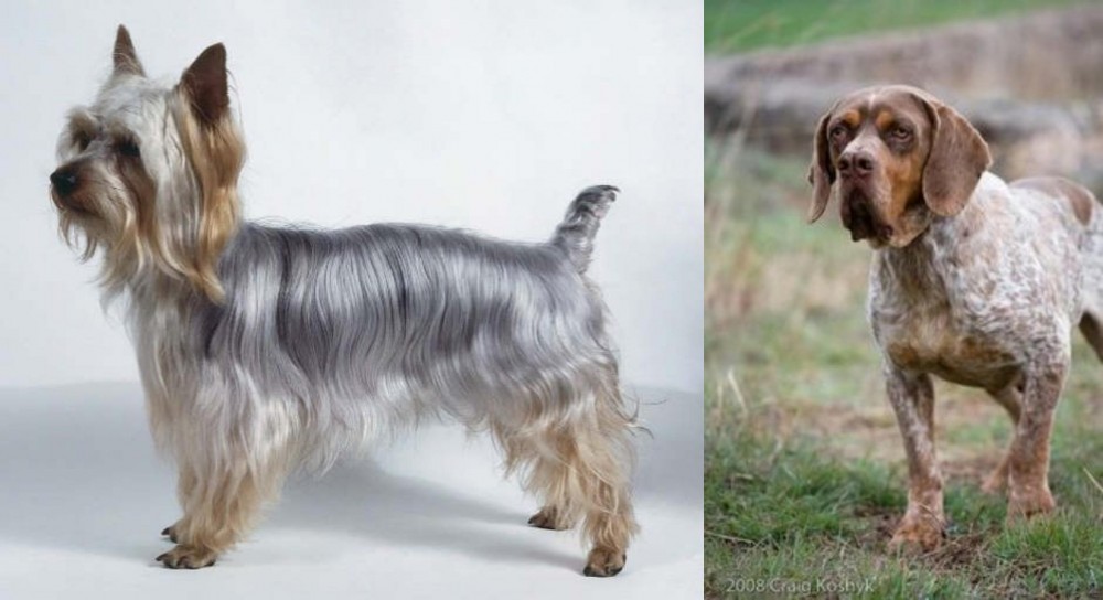 Spanish Pointer vs Silky Terrier - Breed Comparison