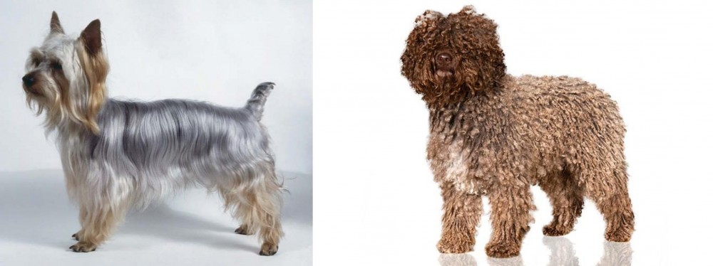 Spanish Water Dog vs Silky Terrier - Breed Comparison