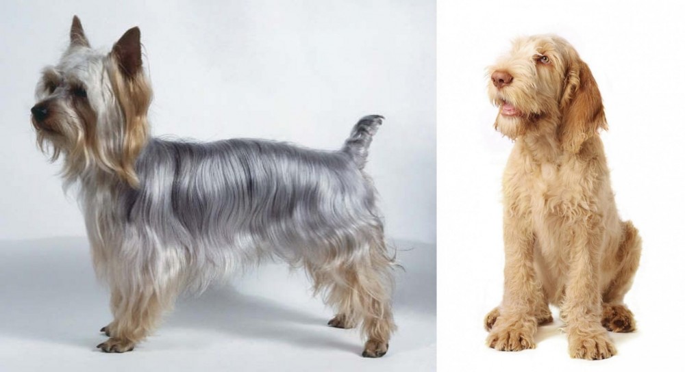 Spinone Italiano vs Silky Terrier - Breed Comparison