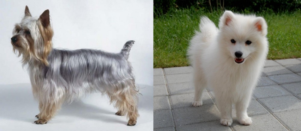 Spitz vs Silky Terrier - Breed Comparison