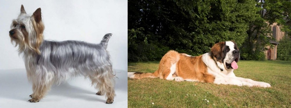 St. Bernard vs Silky Terrier - Breed Comparison
