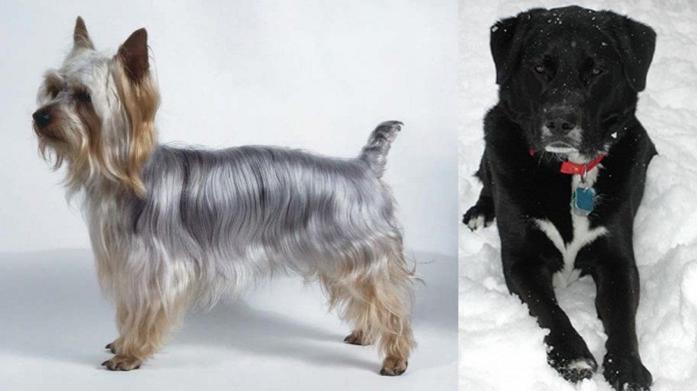 St. John's Water Dog vs Silky Terrier - Breed Comparison