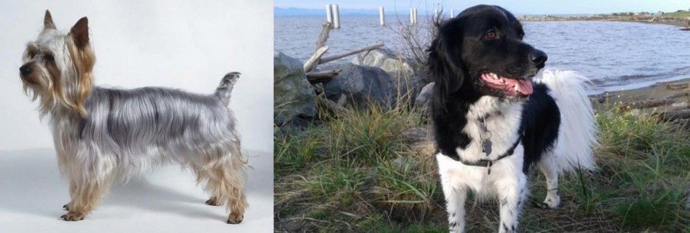 Stabyhoun vs Silky Terrier - Breed Comparison