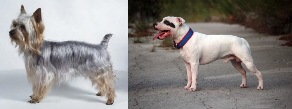 Staffordshire Bull Terrier vs Silky Terrier - Breed Comparison