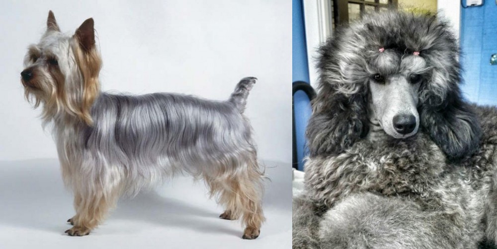 Standard Poodle vs Silky Terrier - Breed Comparison