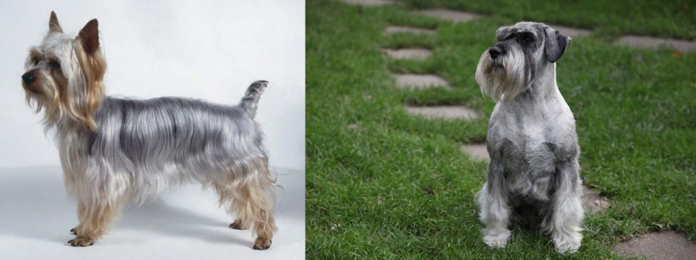 Standard Schnauzer vs Silky Terrier - Breed Comparison