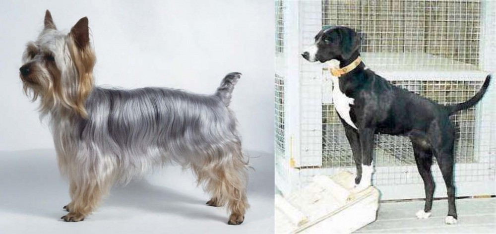 Stephens Stock vs Silky Terrier - Breed Comparison