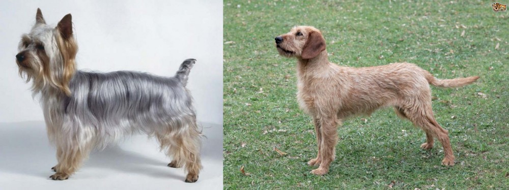 Styrian Coarse Haired Hound vs Silky Terrier - Breed Comparison