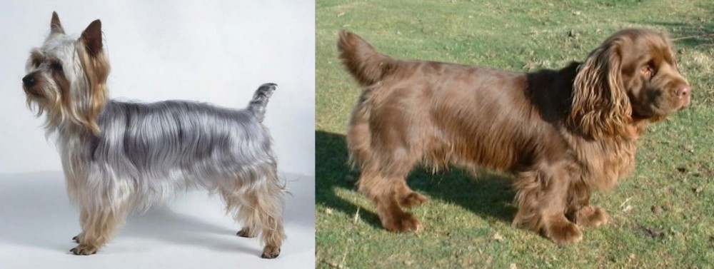 Sussex Spaniel vs Silky Terrier - Breed Comparison