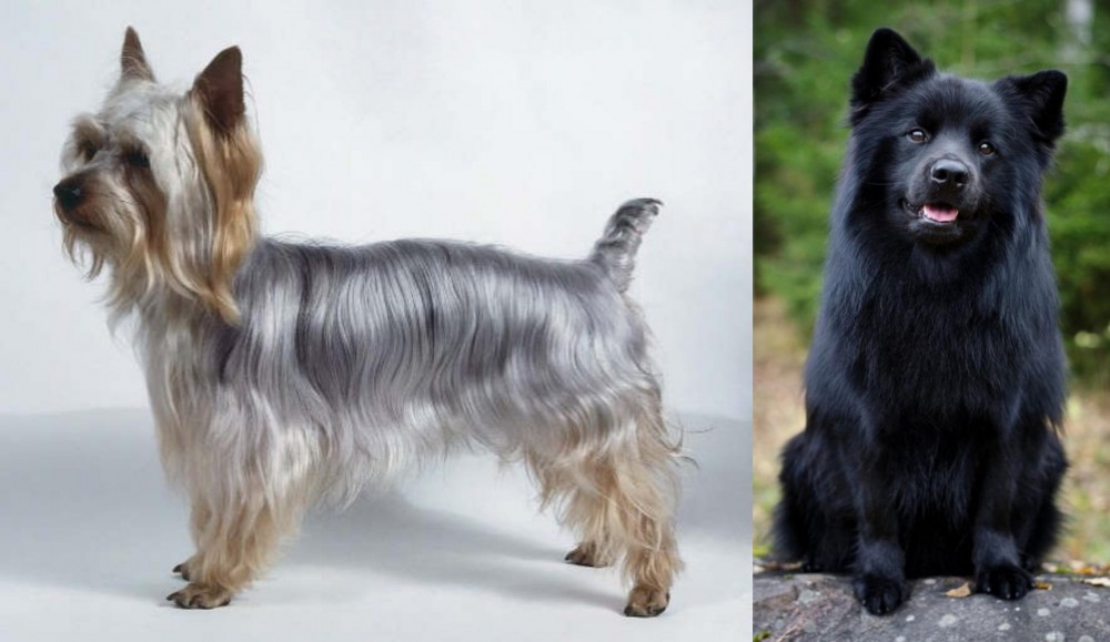 Swedish Lapphund vs Silky Terrier - Breed Comparison