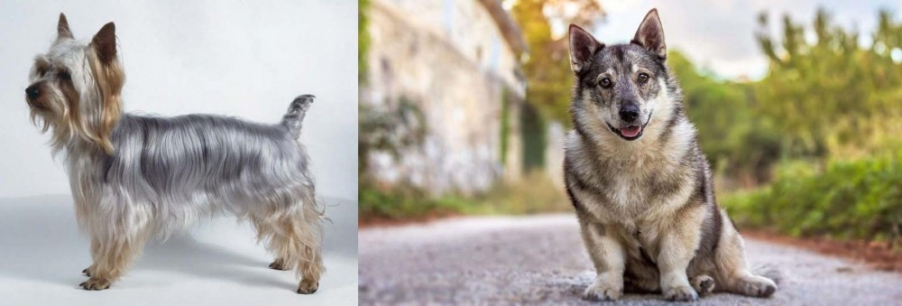 Swedish Vallhund vs Silky Terrier - Breed Comparison