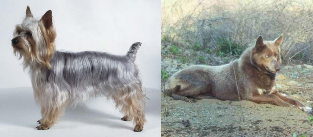 Tahltan Bear Dog vs Silky Terrier - Breed Comparison