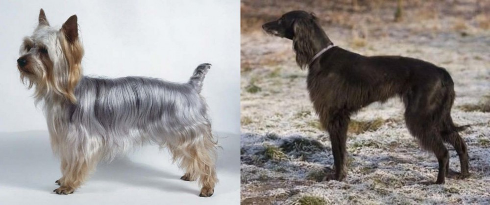 Taigan vs Silky Terrier - Breed Comparison