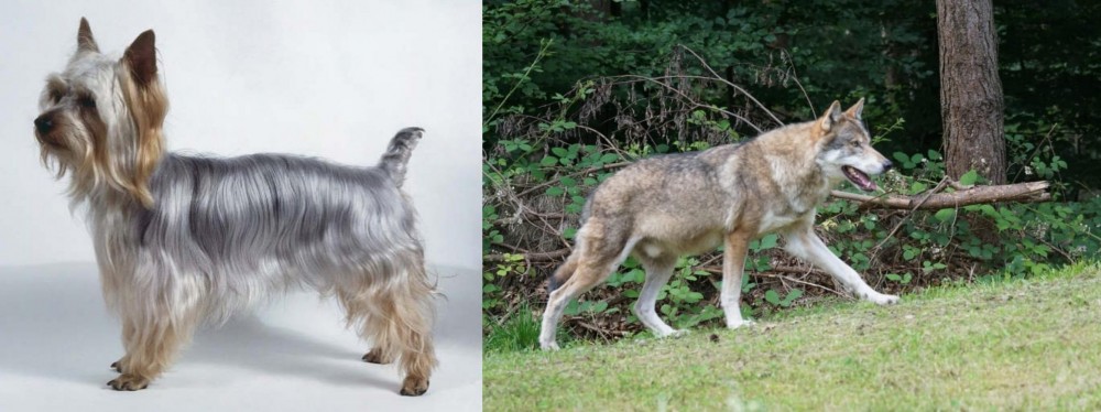 Tamaskan vs Silky Terrier - Breed Comparison
