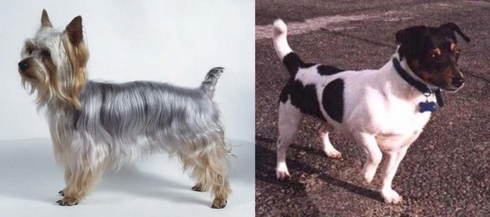 Teddy Roosevelt Terrier vs Silky Terrier - Breed Comparison