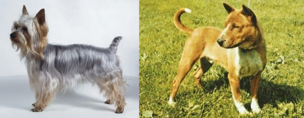 Telomian vs Silky Terrier - Breed Comparison