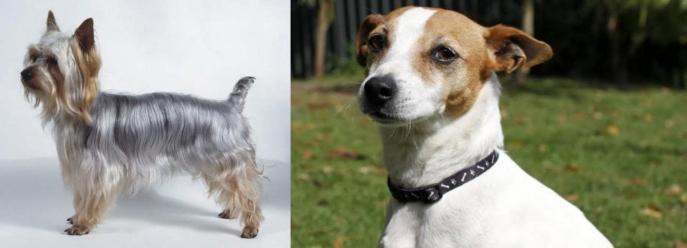 Tenterfield Terrier vs Silky Terrier - Breed Comparison