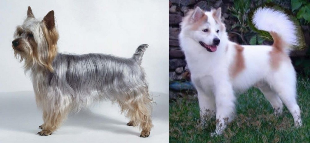 Thai Bangkaew vs Silky Terrier - Breed Comparison