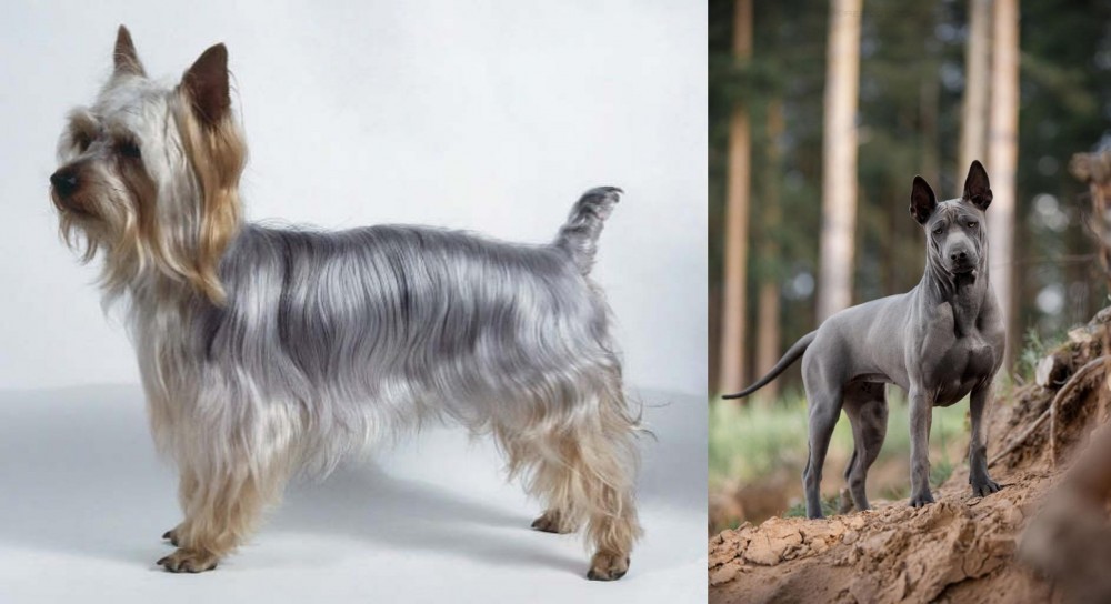 Thai Ridgeback vs Silky Terrier - Breed Comparison