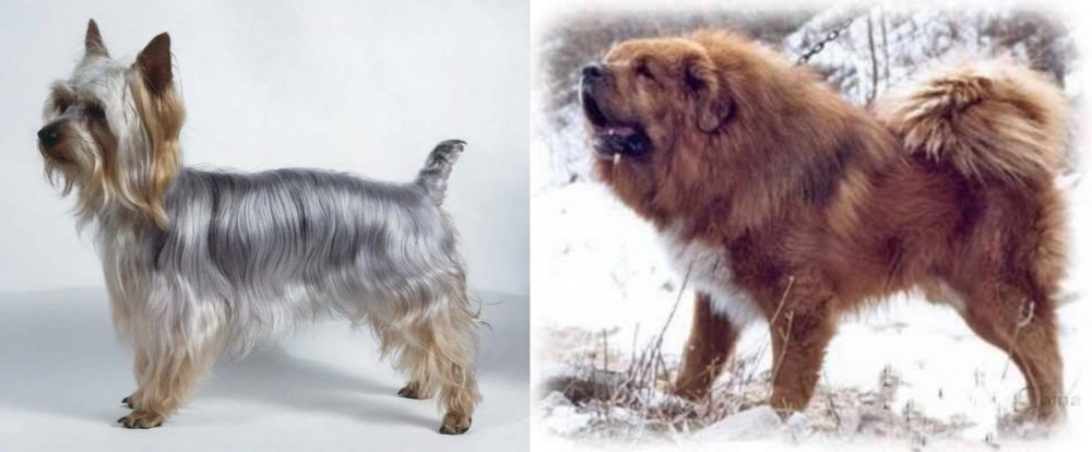 Tibetan Kyi Apso vs Silky Terrier - Breed Comparison