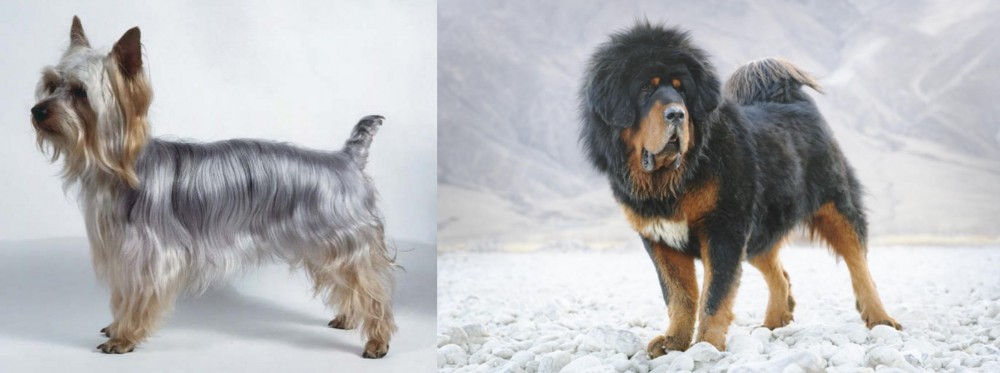 Tibetan Mastiff vs Silky Terrier - Breed Comparison