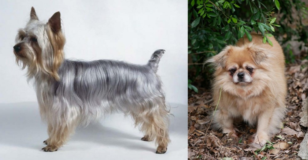 Tibetan Spaniel vs Silky Terrier - Breed Comparison
