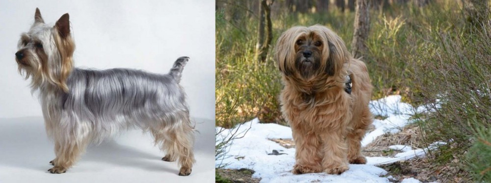 Tibetan Terrier vs Silky Terrier - Breed Comparison