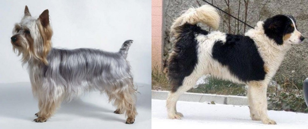Tornjak vs Silky Terrier - Breed Comparison