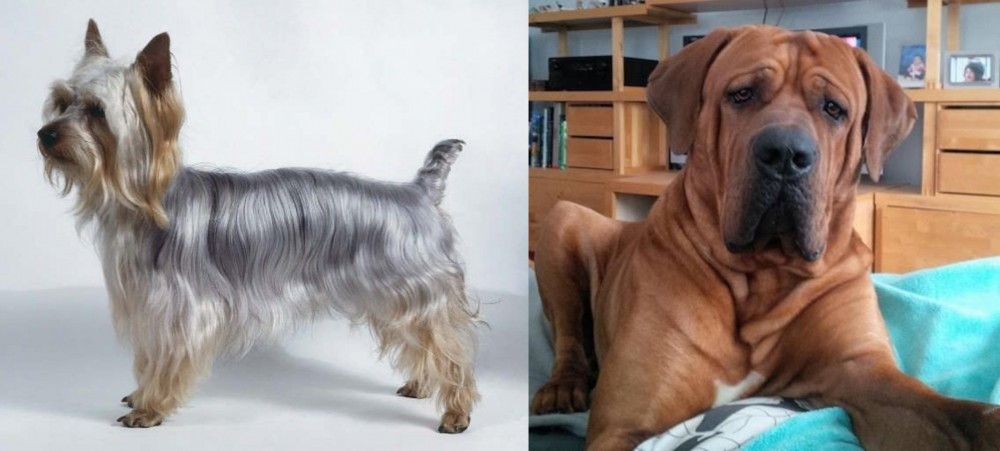 Tosa vs Silky Terrier - Breed Comparison