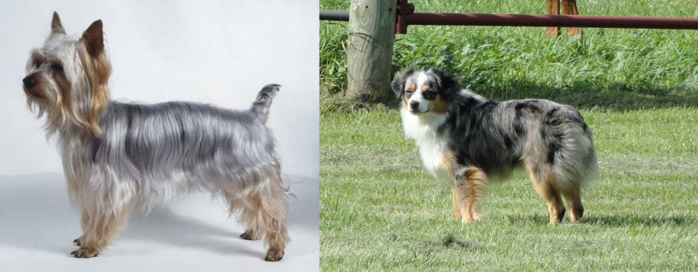 Toy Australian Shepherd vs Silky Terrier - Breed Comparison