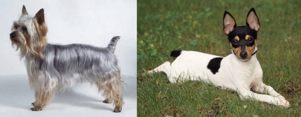 Toy Fox Terrier vs Silky Terrier - Breed Comparison