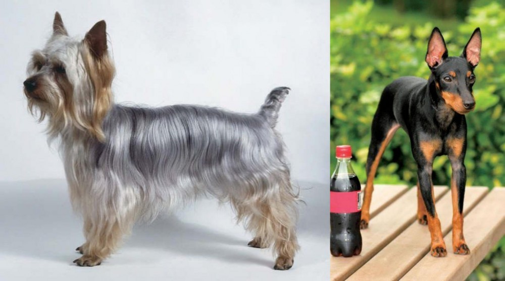 Toy Manchester Terrier vs Silky Terrier - Breed Comparison