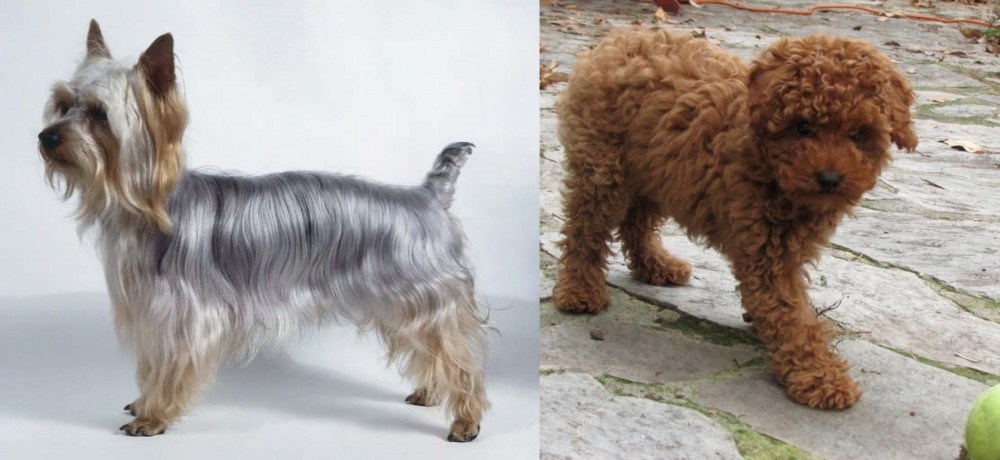 Toy Poodle vs Silky Terrier - Breed Comparison