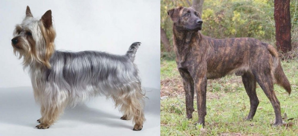 Treeing Tennessee Brindle vs Silky Terrier - Breed Comparison