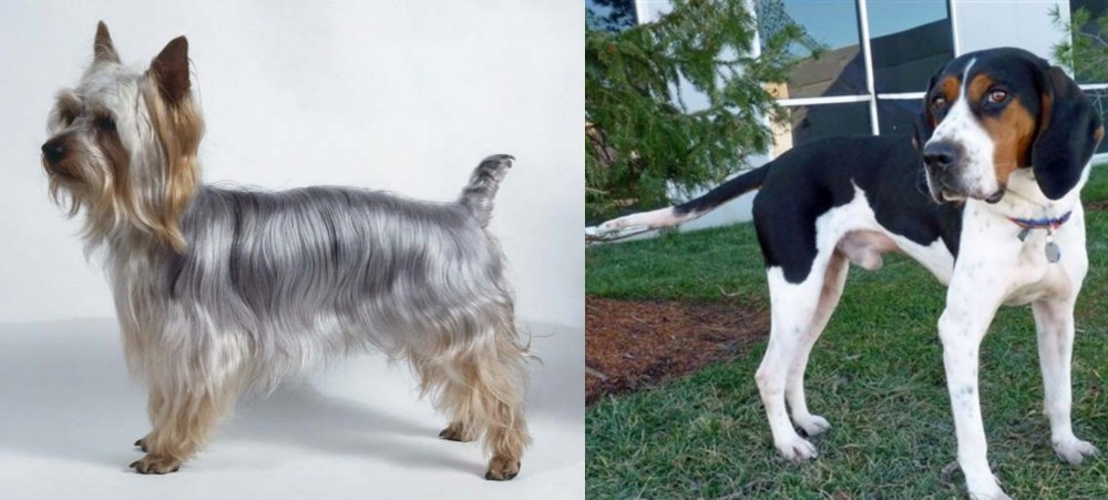 Treeing Walker Coonhound vs Silky Terrier - Breed Comparison