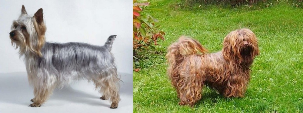 Tsvetnaya Bolonka vs Silky Terrier - Breed Comparison
