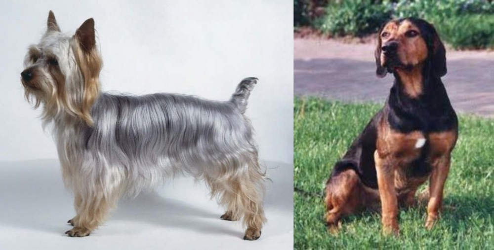 Tyrolean Hound vs Silky Terrier - Breed Comparison