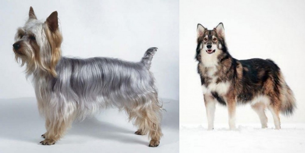 Utonagan vs Silky Terrier - Breed Comparison