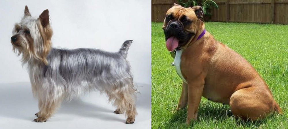 Valley Bulldog vs Silky Terrier - Breed Comparison