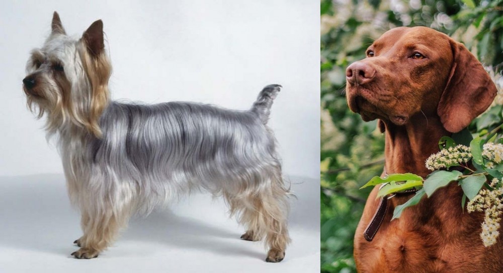 Vizsla vs Silky Terrier - Breed Comparison