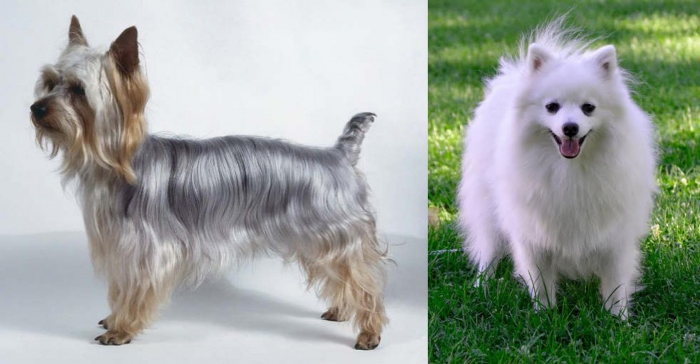 Volpino Italiano vs Silky Terrier - Breed Comparison